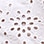 Eyelet Shift Dress