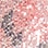 Printed Sequin Twinset by Alex Evenings
